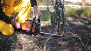 Best Stump Grinding and Removal  in West Bend, WI