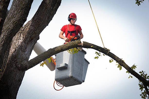 Best Palm Tree Trimming  in West Bend, WI